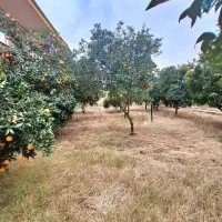 ویلاباغ 2500مترسندتکبرگ پروانه پایانکار فریدونکنار|فروش خانه و ویلا|آستانه سرا, |دیوار