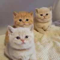 گربه اسکاتیش و گربه خانگی