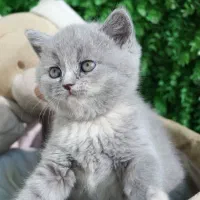 بریتیش اسکاتیش ۲۰ درصد تخفیف|گربه|سنندج, |دیوار