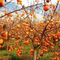 نهالستان گردو و میوه های اقتصادی پالیز|خدمات باغبانی و درختکاری|نکا, |دیوار