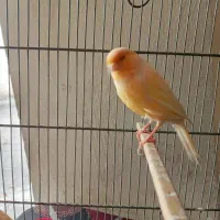 قناری رد فاکتر  اصل|پرنده|رشت, نیکمرام|دیوار