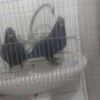 کفتر نرو ماده زاغ دم سفید