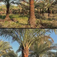 درخت نخل در تعداد بالا