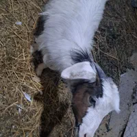 بز شکم دار و بزغاله|حیوانات مزرعه|رشت, ساغری سازان|دیوار