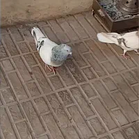 کفتر سبز دم سفید|پرنده|کرمان, |دیوار