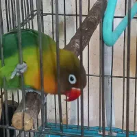 کوتوله برزیلی سرحال بخون