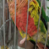 گرینچیک با کلیه لوازم و قفس به قیمت توافقی