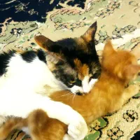 گربه