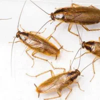 سمپاشی حشرات سوسک و سم پاشی موش