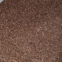 بذر گندم  آمریکایی تناژ بالای 13تن|عمده‌فروشی|اشنویه, |دیوار