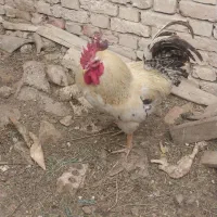 فروش