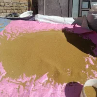 بذر یونجه رنجر