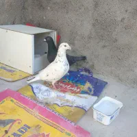 جفت کفتر معاوضه با جوجه عروس هلندی دارم|پرنده|قائن, |دیوار