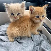 گربه بریتیش جینجر حضوری در اهواز|گربه|اهواز, زیتون کارمندی|دیوار