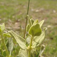 زمین زراعی نزدیک شهر