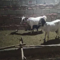 مری بز|حیوانات مزرعه|خاش, |دیوار