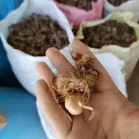 پیاز زعفرون عناب زرشک آب زرشک زعفران کشک