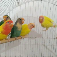 طوطی برزیلی طلائی