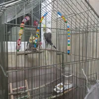 یک جفت طوطی عروس|پرنده|بابل, |دیوار