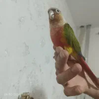 گیرینچیک رام و دستی