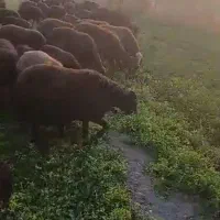 گوسفند قیزل افشار|حیوانات مزرعه|نوشین شهر, |دیوار