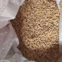 جو ولایتی والفجر هم برای بزر هم برای دام کیلو ۳۸