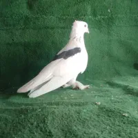 کبوتر بوشهری|پرنده|دلوار, |دیوار