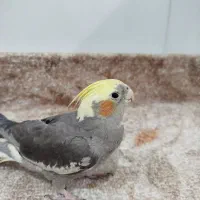 عروس هلندی
