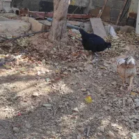 مرغ و خروس جوجه|حیوانات مزرعه|شیراز, محمدیه|دیوار