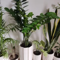 زاموفیلیا سبز غول|گل و گیاه طبیعی|ارومیه, |دیوار