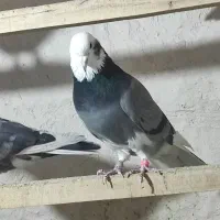 کفتر|پرنده|نهاوند, |دیوار