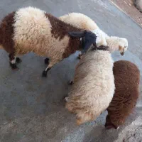 بره نر کشتار|حیوانات مزرعه|فیروزآباد (لرستان), |دیوار