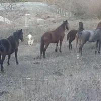 گله اسب ۹ تایی