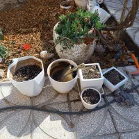 اسباب بازی .گلدان.سایزها مختلفن