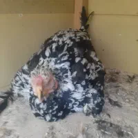 لاری تخم گذار|حیوانات مزرعه|لاهیجان, لیالستان|دیوار