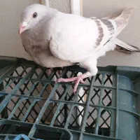 کبوتر جوجه نقره ای خودمونی اصل