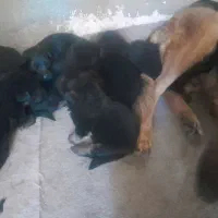 توله ژرمن شیپرد اصل