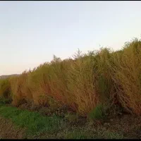 جارو سبز نزدیک به رسیدن|لوازم نظافت|محمدشهر, علی آباد گونه|دیوار