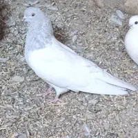 کفتر