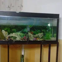 آکواریوم با پایه آهنی