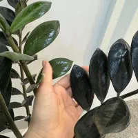 گل و گیاه طبیعی|گل و گیاه طبیعی|دزفول, |دیوار