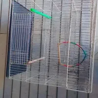 قفس عروس هلندی