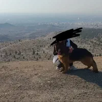 سگ گمشده ژرمن