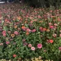 دستنبند‌گمشده