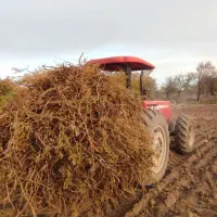 خرید ریشه شیرین بیان