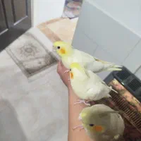 عروس هلندی|پرنده|کمیجان, |دیوار