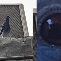 کبوتر مسافتی نژاد قوی|پرنده|کلاله, |دیوار