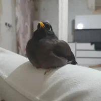 مرغ مینا گمشده