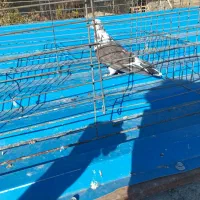 کبوتر فروشی|پرنده|نقده, |دیوار