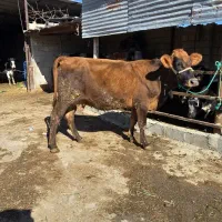 گاو برانس ابستن 9 ماه